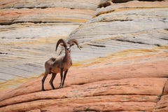 Wild mountain sheep on the rock in National park Zion. Mountain sheep standing on a red rock. National park Zion. Arizona. USA Stock Photo Wild mountain sheep on the rock in National park Zion. Mountain sheep standing on a red rock. National park Zion. Arizona. USA Stock Photo