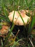 Wild Mushroom – 1 Royalty Free Stock Photos