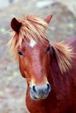 Wild Mustang Royalty Free Stock Image