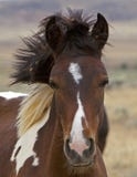 Wild Mustang Colt Uncombed Royalty Free Stock Photos Wild Mustang Colt Uncombed Royalty Free Stock Photos