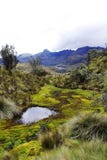 Wild nature in el cajas national park in the andes of ecuador royalty free stock photos Wild nature in el cajas national park in the andes of ecuador royalty free stock photos