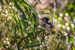 Wild New Holland Honeyeater perched in a Flowering Acacia Tree, Sunbury, Victoria, Australia, February 2019 stock photography Wild New Holland Honeyeater perched in a Flowering Acacia Tree, Sunbury, Victoria, Australia, February 2019 stock photography