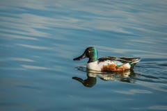 Wild northern shoveler, white and brown male duck stock photos Wild northern shoveler, white and brown male duck stock photos