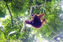 Wild orangutan in sumatra`s jungle stock images Wild orangutan in sumatra`s jungle stock images