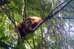 Wild orangutan in sumatra`s jungle stock images Wild orangutan in sumatra`s jungle stock images