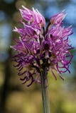 Wild orchid Orchis simia royalty free stock image Wild orchid Orchis simia royalty free stock image
