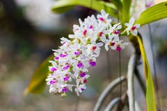 wild orchids arkivfoton wild orchids arkivfoton