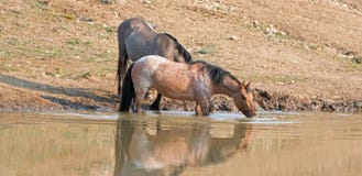Wild paarden - Baai Rode Roan en Grulla-merries die terwijl het drinken bij waterhole in de Pryor-Bergen nadenken - Montana de V. royalty-vrije stock foto Wild paarden - Baai Rode Roan en Grulla-merries die terwijl het drinken bij waterhole in de Pryor-Bergen nadenken - Montana de V. royalty-vrije stock foto