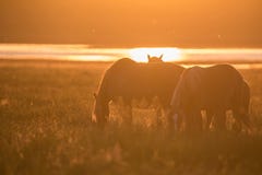 Wild paarden die op de zomerweide bij zonsondergang weiden Royalty-vrije Stock Foto Wild paarden die op de zomerweide bij zonsondergang weiden Royalty-vrije Stock Foto