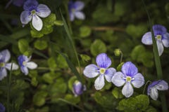 Wild Pansy Viola tricolor at Reelig Glen in Scotland. Stock Images Wild Pansy Viola tricolor at Reelig Glen in Scotland. Stock Images