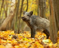 Wild pig royalty free stock photo