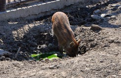Wild piggy in the zoo royalty free stock photos
