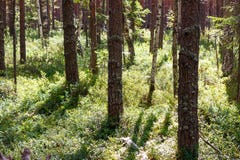 Wild pinery bos met bosbes royalty-vrije stock afbeelding Wild pinery bos met bosbes royalty-vrije stock afbeelding