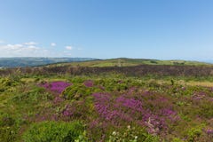 Wild pink flowers North Hill Somerset countryside scene near Minehead UK. Wild pink flowers North Hill Somerset countryside scene near Minehead England UK Royalty Free Stock Photo Wild pink flowers North Hill Somerset countryside scene near Minehead UK. Wild pink flowers North Hill Somerset countryside scene near Minehead England UK Royalty Free Stock Photo