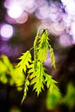 Wild Plant Royalty Free Stock Photography Wild Plant Royalty Free Stock Photography