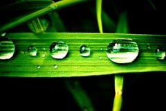 Wild Plant Stock Photography Wild Plant Stock Photography
