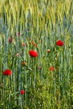 Wild Poppy Flowers Royalty Free Stock Image Wild Poppy Flowers Royalty Free Stock Image