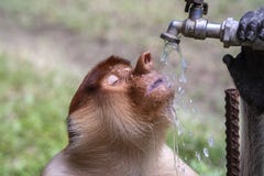 Wild Proboscis Monkey Or Nasalis Larvatus, Drinks Water Of Borneo, Malaysia Stock Photography