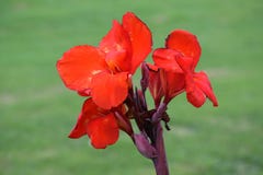 Wild red flower , Varadero,Cuba stock photos Wild red flower , Varadero,Cuba stock photos