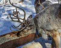 Wild reindeer at winter forest royalty free stock photo Wild reindeer at winter forest royalty free stock photo