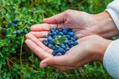 Wild Ripe Blueberry. Royalty Free Stock Images