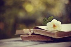 Wild roses on the open books on a wooden table stock photography Wild roses on the open books on a wooden table stock photography
