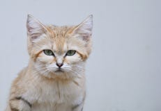 Wild sand cat close up portrait