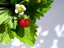 Wild Strawberries Stock Photo Wild Strawberries Stock Photo