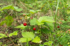 Wild strawberry. Edible berries in the forest. royalty free stock photo Wild strawberry. Edible berries in the forest. royalty free stock photo