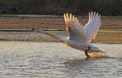 wild swan royaltyfri foto wild swan royaltyfri foto