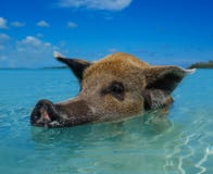 Wild, swimming pig on Big Majors Cay in The Bahamas royalty free stock image Wild, swimming pig on Big Majors Cay in The Bahamas royalty free stock image