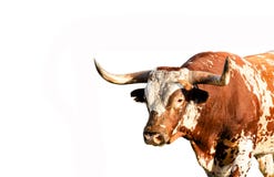 Wild Texas longhorn bull isolated on white background