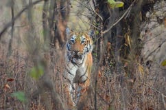 A wild tiger walking royalty free stock photography A wild tiger walking royalty free stock photography
