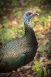 Wild Turkey Bird Close Up In Natural Habitat Royalty Free Stock Images
