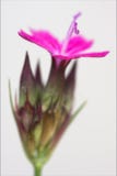 Wild violet carnation in white. Wild violet carnation epilobium parviflorum hirstum sylvestris royalty free stock photo Wild violet carnation in white. Wild violet carnation epilobium parviflorum hirstum sylvestris royalty free stock photo
