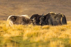 Wild yak on pasture in the Pamir Mountains