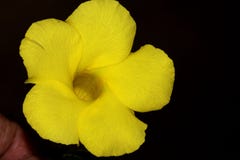 Wilde Allamanda, Gele Mandevilla, Pentalinon-luteum, vroeger Urechites-lutea stock afbeelding Wilde Allamanda, Gele Mandevilla, Pentalinon-luteum, vroeger Urechites-lutea stock afbeelding