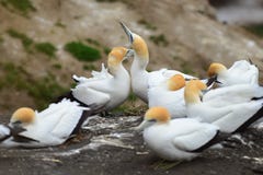 Wilde Basstölpelkolonie an der Küste von Muriwai in Neuseeland stockfoto Wilde Basstölpelkolonie an der Küste von Muriwai in Neuseeland stockfoto