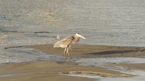 Wilde Blauwe Reigerjachten in Yaquina-Vreedzame Oceaanwestkust van het Baai de Dierlijke Wild stock footage Wilde Blauwe Reigerjachten in Yaquina-Vreedzame Oceaanwestkust van het Baai de Dierlijke Wild stock footage