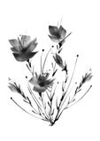 Wilde bloemen, gebied, tuin - lelie, silhouetpapavers, rozen vector illustratie Wilde bloemen, gebied, tuin - lelie, silhouetpapavers, rozen vector illustratie