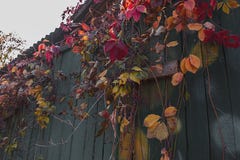 Wilde druiven op oude houten omheining royalty-vrije stock afbeelding Wilde druiven op oude houten omheining royalty-vrije stock afbeelding