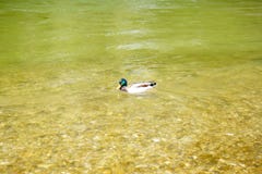 Wilde eend die in groene rivier zwemmen royalty-vrije stock foto's Wilde eend die in groene rivier zwemmen royalty-vrije stock foto's