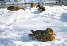 Wilde eendeenden op de sneeuw royalty-vrije stock afbeelding Wilde eendeenden op de sneeuw royalty-vrije stock afbeelding