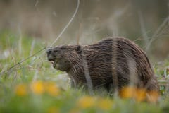 Wilde Europese bever in de mooie aardhabitat in Tsjechische Republiek stock foto's Wilde Europese bever in de mooie aardhabitat in Tsjechische Republiek stock foto's