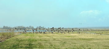Wilde gans in vloedweide, Litouwen Stock Afbeeldingen Wilde gans in vloedweide, Litouwen Stock Afbeeldingen