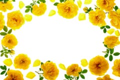 Wilde geel nam bloeiende die bloem op een witte achtergrond met exemplaarruimte wordt geïsoleerd voor uw tekst toe Hoogste mening royalty-vrije stock fotografie Wilde geel nam bloeiende die bloem op een witte achtergrond met exemplaarruimte wordt geïsoleerd voor uw tekst toe Hoogste mening royalty-vrije stock fotografie