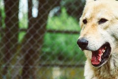 Wilde Hond Geeuw stock afbeeldingen Wilde Hond Geeuw stock afbeeldingen