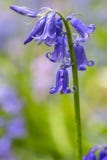 Wilde hyacint, Hyacinthoides-niet-scripta stock foto Wilde hyacint, Hyacinthoides-niet-scripta stock foto