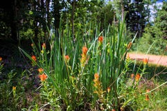 Wilde Indische linariifolia van Castilleja van de Penseelbloem stock fotografie Wilde Indische linariifolia van Castilleja van de Penseelbloem stock fotografie
