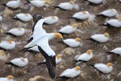 Wilde jan-van-gentkolonie bij de kust van Muriwai in Nieuw Zeeland royalty-vrije stock fotografie Wilde jan-van-gentkolonie bij de kust van Muriwai in Nieuw Zeeland royalty-vrije stock fotografie